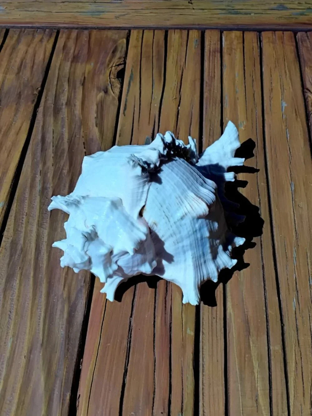 8.5" Ramose Murex Sea Shell Coastal Decor.  Chicoreus Ramosus - Picture 4 of 6